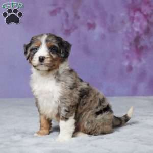 Riley, Mini Bernedoodle Puppy